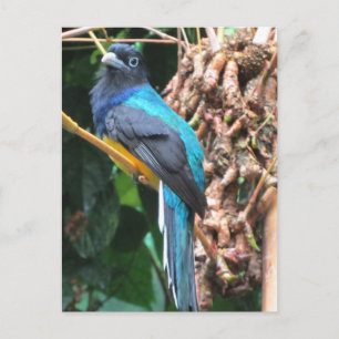Carte Postale Oiseau bleu long à queue
