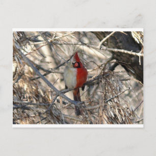 Carte Postale Oiseau cardinal sauvage, demi-mâle, demi-femelle