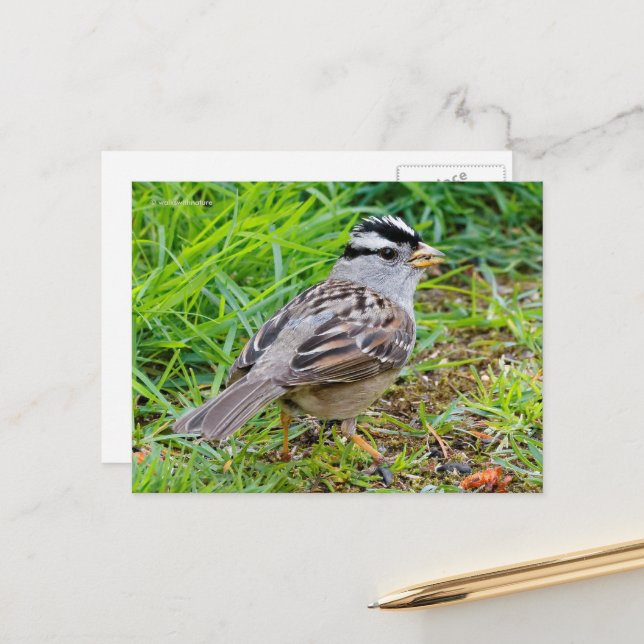 Carte Postale Oiseau-chanteur à tête blanche dans l'herbe (Devant/Arrière en situation)