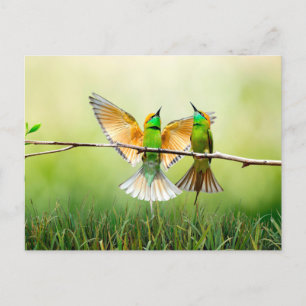 Carte Postale Oiseau coloré de l'apiculture européenne