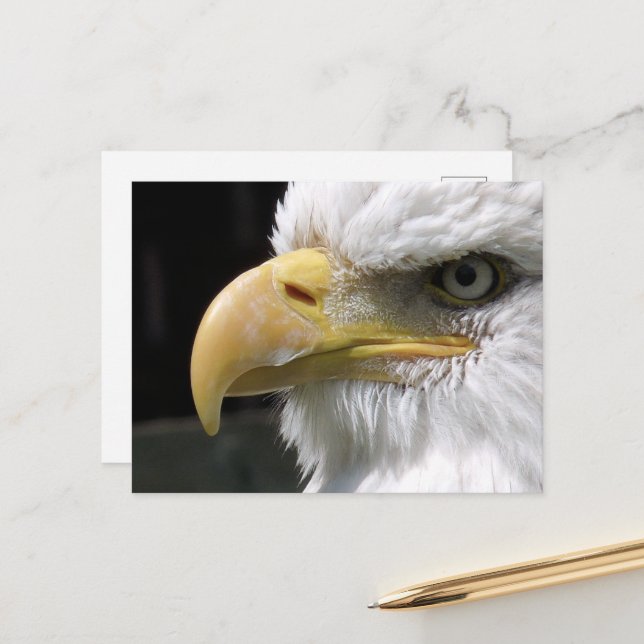 CARTE POSTALE OISEAU D'AGLE (Devant/Arrière en situation)