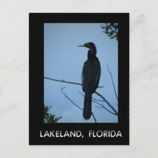Carte Postale Oiseau dans l'arbre à Lakeland en Floride