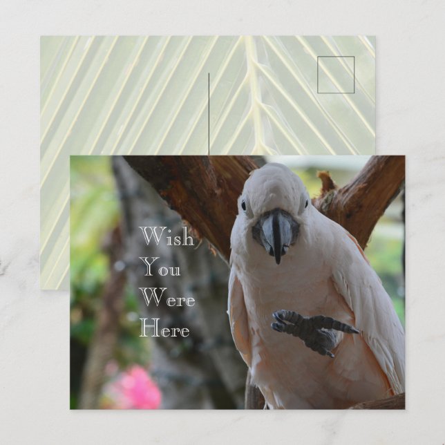 Carte Postale Oiseau dans l'arbre Kauai (Devant / Derrière)