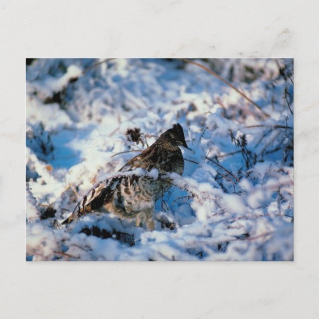 Carte Postale Oiseau Dans Les Branches Neiges (Devant)
