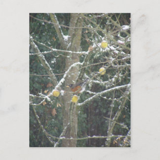 Carte Postale oiseau dans un arbre d'hiver