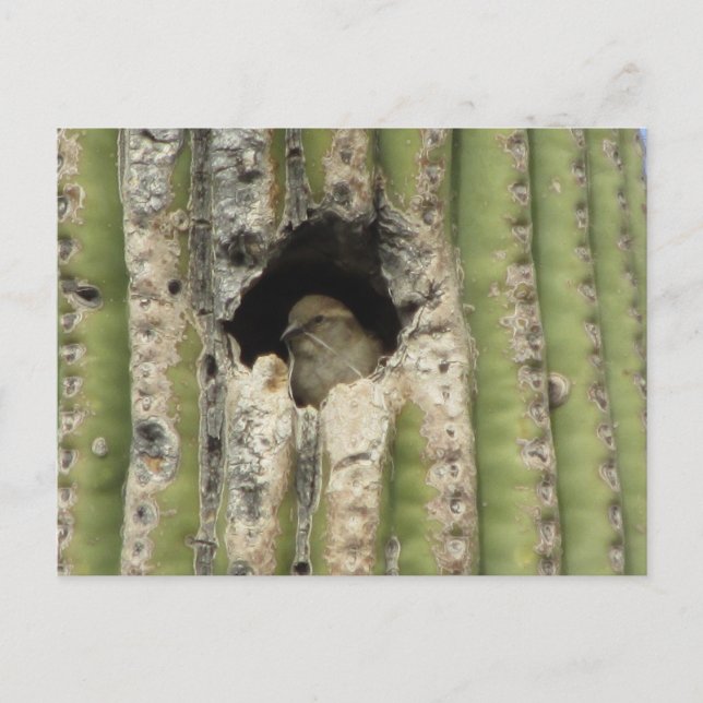 Carte Postale Oiseau dans un nid de Saguaro (Devant)