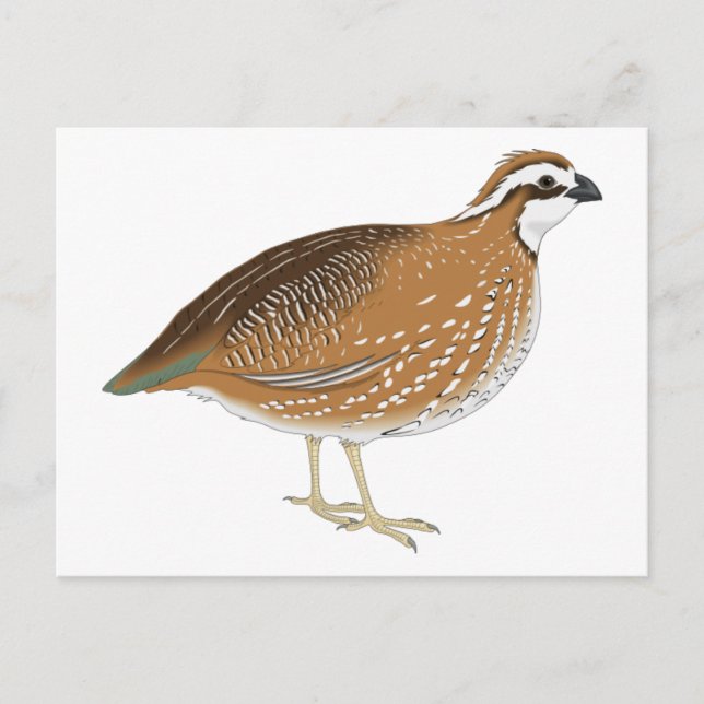 Carte Postale Oiseau de caille réaliste (Devant)