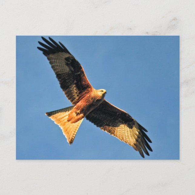 Carte Postale Oiseau de cerf-volant de Prey (Devant)
