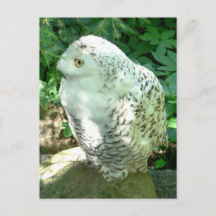 Carte Postale Oiseau de Chouette Neige