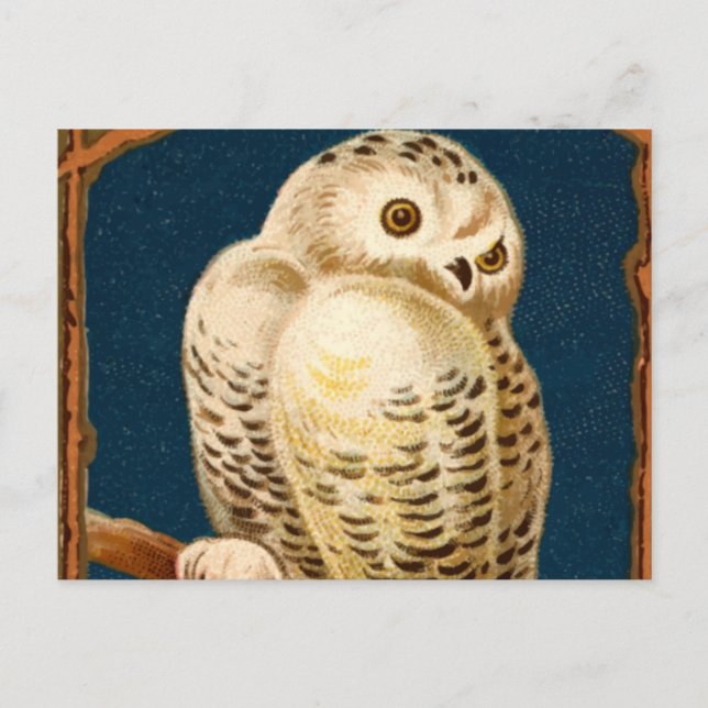 Carte Postale Oiseau De Chouette Neige - Premier Jour D'Hiver (Devant)