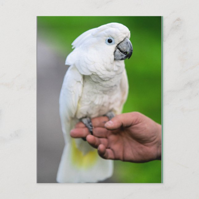 Carte Postale Oiseau de Cockatoo blanc (Devant)