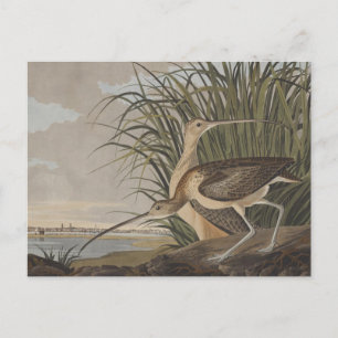 Carte Postale Oiseau de Courlis à long bec Audubon