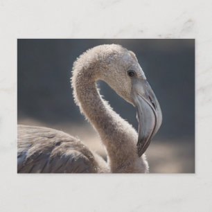 Carte Postale Oiseau de Flamant rose blanc