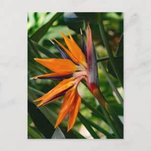 Carte Postale Oiseau de fleur de paradis.