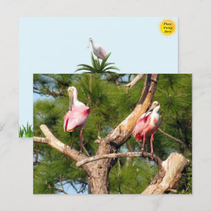 Carte postale Oiseau de Floride