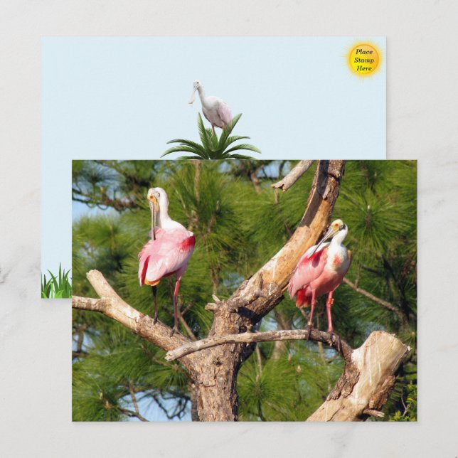 Carte postale Oiseau de Floride (Devant / Derrière)