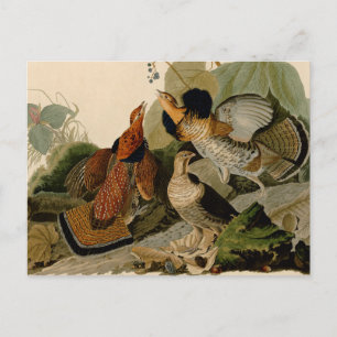 Carte Postale Oiseau de gibier Audubon