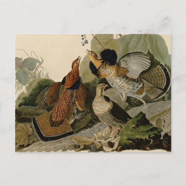 Carte Postale Oiseau de gibier Audubon (Devant)