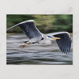 Carte Postale Oiseau de Heron Gris Sauvage en vol Photo