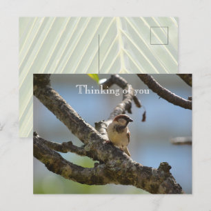 Carte Postale Oiseau de Kauai Hawaii sur la branche de l'arbre P