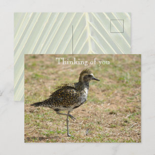 Carte Postale Oiseau de Kauai Hawaii sur l'herbe Penser à vous