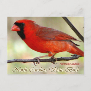 Carte Postale Oiseau de l'État de Caroline du Nord - Cardinal ro