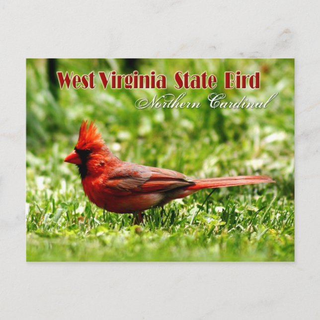 Carte Postale Oiseau de l'État de Virginie-Occidentale - Cardina (Devant)