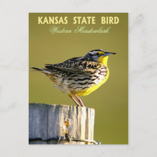 Carte Postale Oiseau de l'État du Kansas - Meadowlark occidental