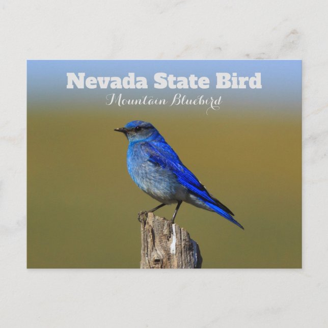 Carte Postale Oiseau de l'État du Nevada (Devant)