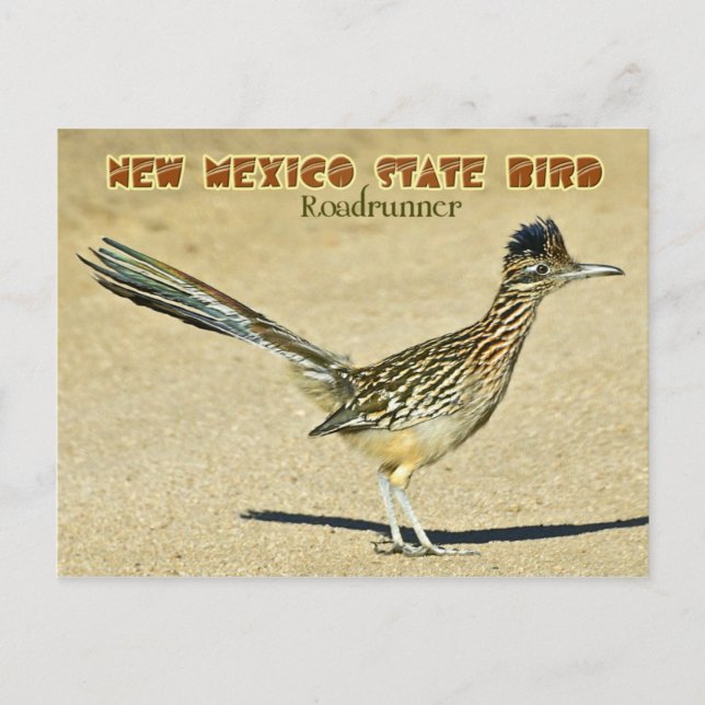 Carte Postale Oiseau de l'État du Nouveau-Mexique : coureur de r (Devant)