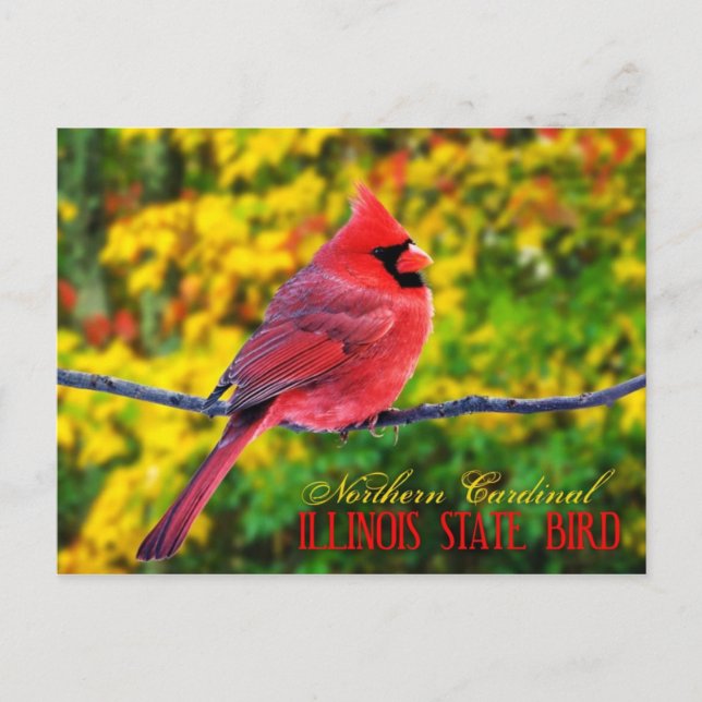 Carte Postale Oiseau de l'Illinois - Cardinal du Nord (Devant)
