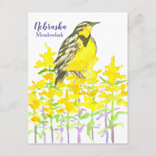 Carte Postale Oiseau de l'Ouest Meadowlark Goldenrod Nebraska