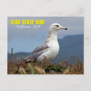Carte Postale Oiseau de l'Utah - Goéland de Californie