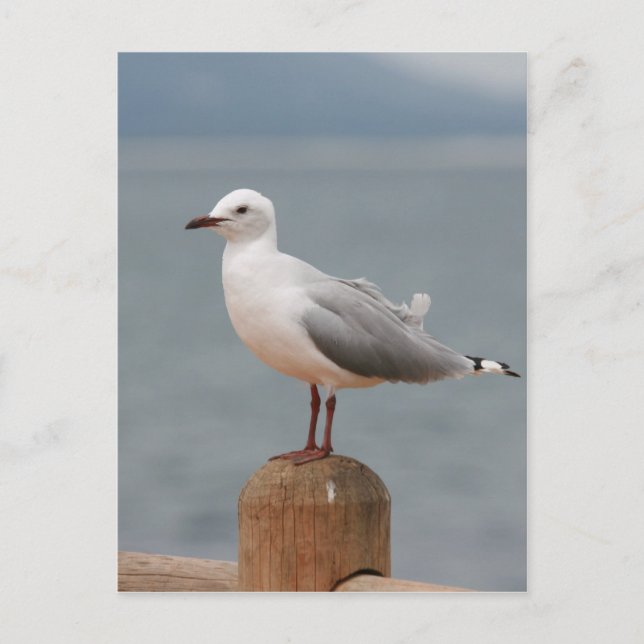 Carte Postale oiseau de mer (Devant)
