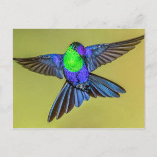 Carte Postale Oiseau de mer de la Woodnymphe en pose de vol