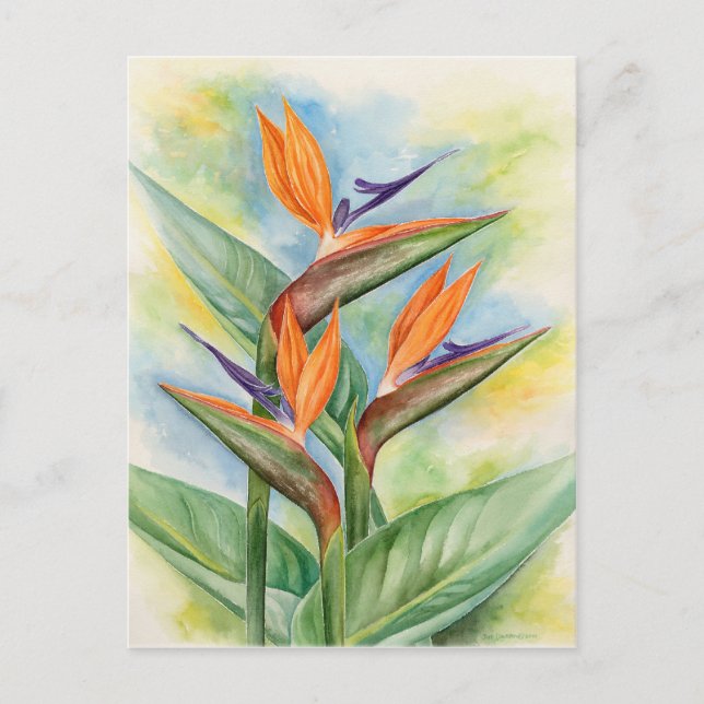 Carte Postale Oiseau De Paradis Fleur Art - Multi (Devant)