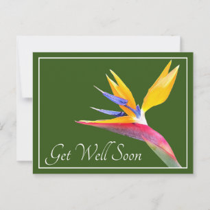 Carte Postale Oiseau de Paradis Fond Vert Prompt rétablissement