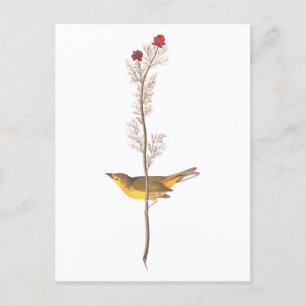 Carte Postale Oiseau de Paruline à capuchon Audubon sur Fleur ro
