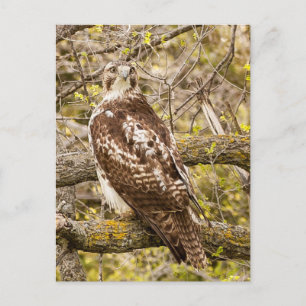Carte Postale Oiseau de Prey