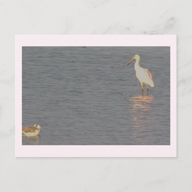 Carte postale Oiseau de spatule (Devant)