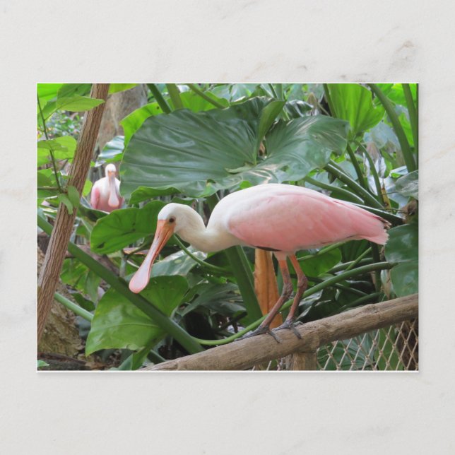 Carte Postale Oiseau de spatule rose (Devant)
