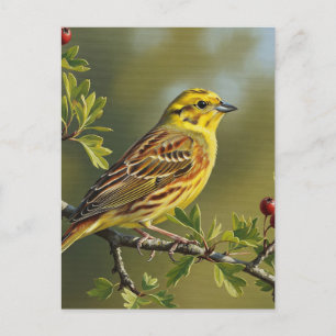 Carte Postale Oiseau d'État de l'Alabama Yellowhammer