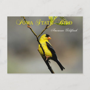 Carte Postale Oiseau d'État de l'Iowa - Goldfinch américain