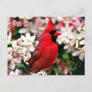 Carte Postale Oiseau d'État de l'Ohio - Cardinal du Nord