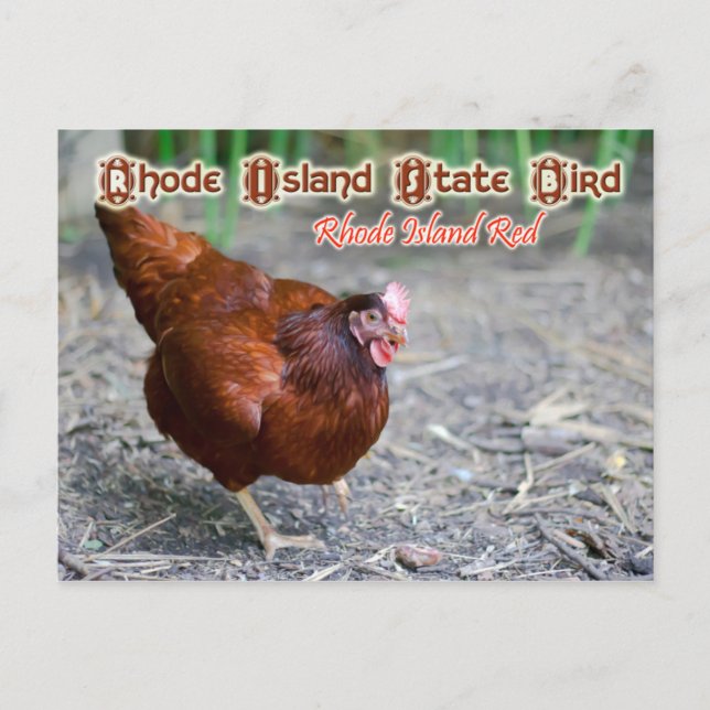 Carte Postale Oiseau d'État de Rhode Island : Rhode Island Red (Devant)