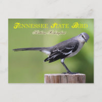 Oiseau d'état du Tennessee - Colibri du Nord
