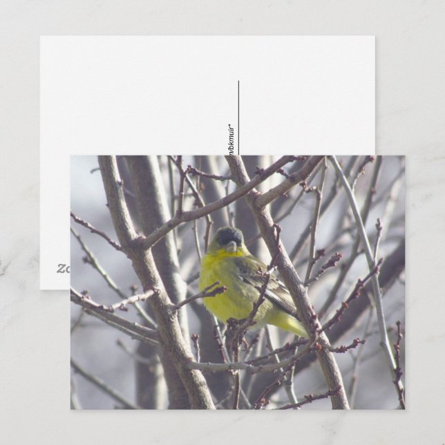 Carte postale - Oiseau d'hiver (Devant / Derrière)
