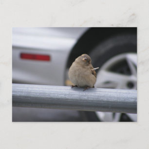 Carte Postale Oiseau drôle, Bruant