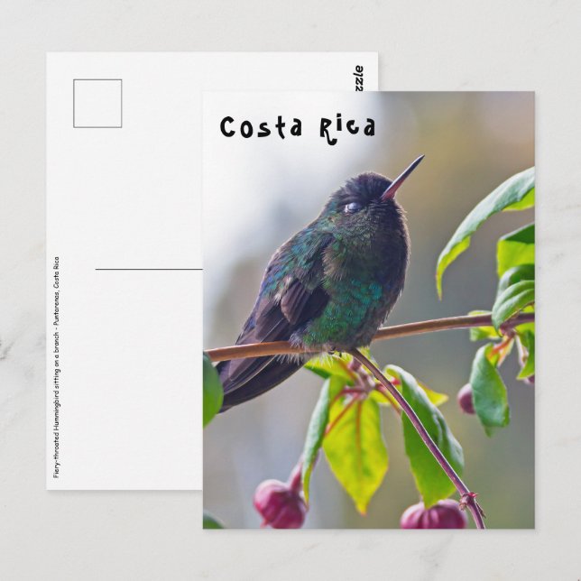 Carte Postale Oiseau du Costa Rica - Colibri (Devant / Derrière)