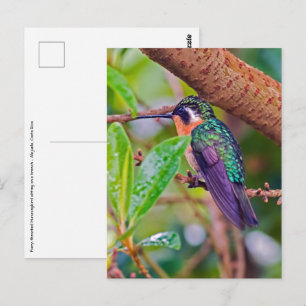 Carte Postale Oiseau du Costa Rica - Colibri